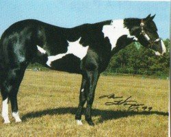 Pferd Mr Black Norfleet (Paint Horse, 1997, von Mr. Norfleet)