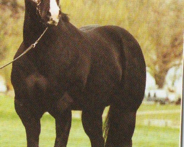 horse Copy Of A Page (Quarter Horse,  , from Page Impressive)