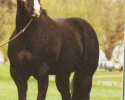 horse Copy Of A Page (Quarter Horse,  , from Page Impressive)