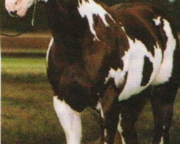 stallion Megafleet (Paint Horse,  , from Mr. Norfleet)