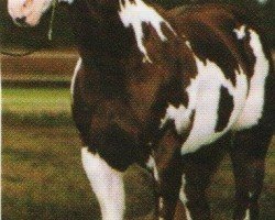 Deckhengst Megafleet (Paint Horse,  , von Mr. Norfleet)