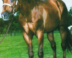 stallion Zippos Doug Two (Quarter Horse, 1980, from Zippo Pine Bar)