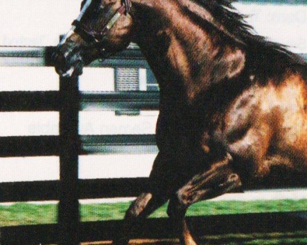 stallion Noble Tradition (Quarter Horse, 1987, from Impressive)