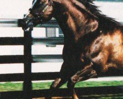 stallion Noble Tradition (Quarter Horse, 1987, from Impressive)
