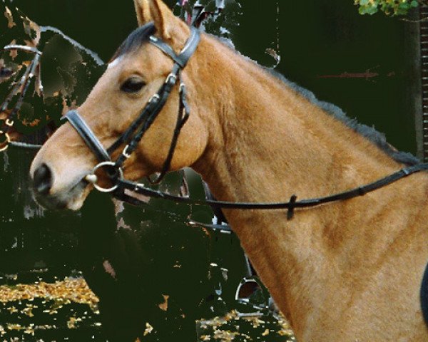 broodmare Russian Baby (German Warmblood, 1996, from Packet)