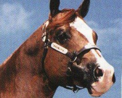 horse Lotza Time (Paint Horse, 1990, from Scotch Bar Time)