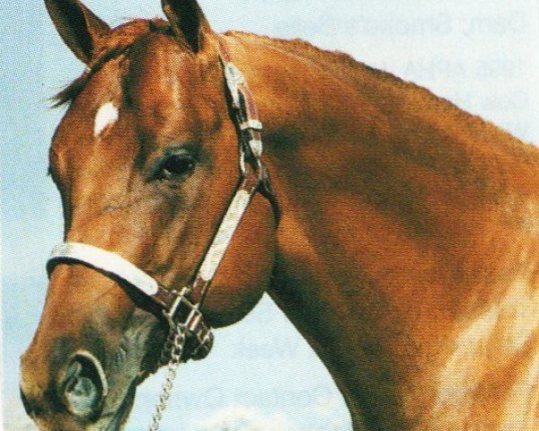 horse Hank By Impress (Quarter Horse, 1995, from Impressive)