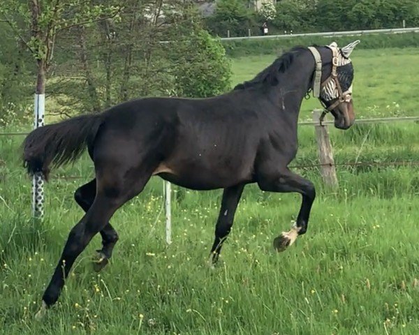 dressage horse Jovian`s Joy MT (German Sport Horse, 2024, from Jovian)
