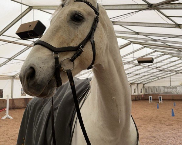 Springpferd Cicero 124 (Deutsches Sportpferd, 2012, von Carpalano)