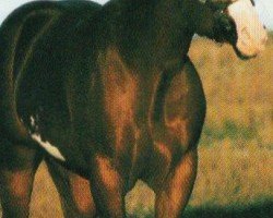 Pferd The Classic (Paint Horse, 1984, von Mr. Norfleet)