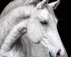 Springpferd Niccolodius (Oldenburger, 2010, von Napoleon Quatre)