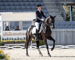 dressage horse Grace Flanell B (Oldenburg, 2016, from Grey Flanell)