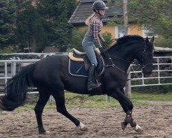 jumper Stasja (Hanoverian, 2017, from Stakkato)
