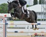 jumper Newton G (Swedish Warmblood, 2011, from Nintender)