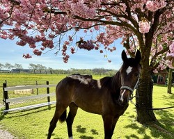 foal by Hengst von Duplexx / Barcley (Holsteiner, 2024, from Duplexx)