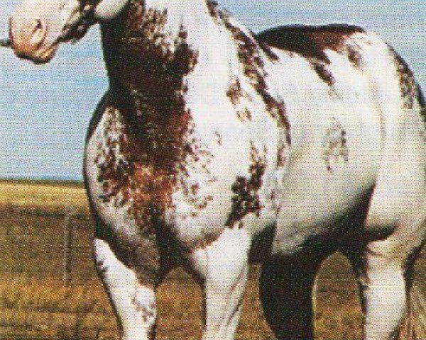 horse Racketeers Dandy (Paint Horse, 1984, from Racketeer)