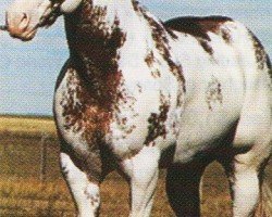 horse Racketeers Dandy (Paint Horse, 1984, from Racketeer)
