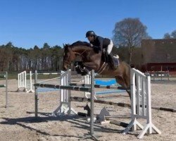 Springpferd Capitano AJ (Oldenburger, 2020)