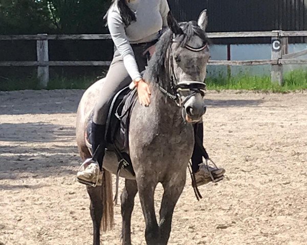 horse A Ghostgirl (Andalusians/horse of pure Spanish race, 2018)