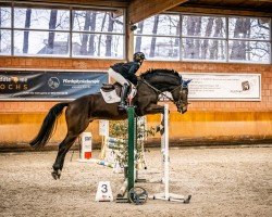 jumper Grey Top‘s Gallardo (Hanoverian, 2021, from Grey Top)