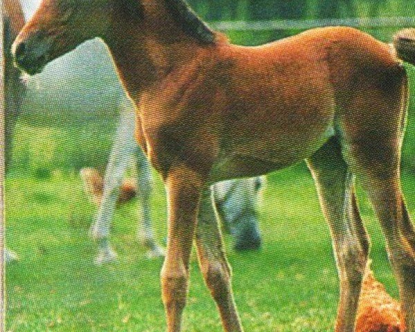 horse Nasreen (Arabian, 1995, from Nasir EAO)