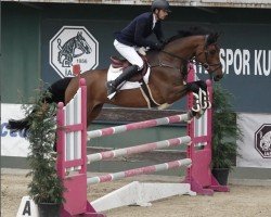 jumper Vesuvio 5 (Oldenburg show jumper, 2016, from Vancouver d'Auvray)