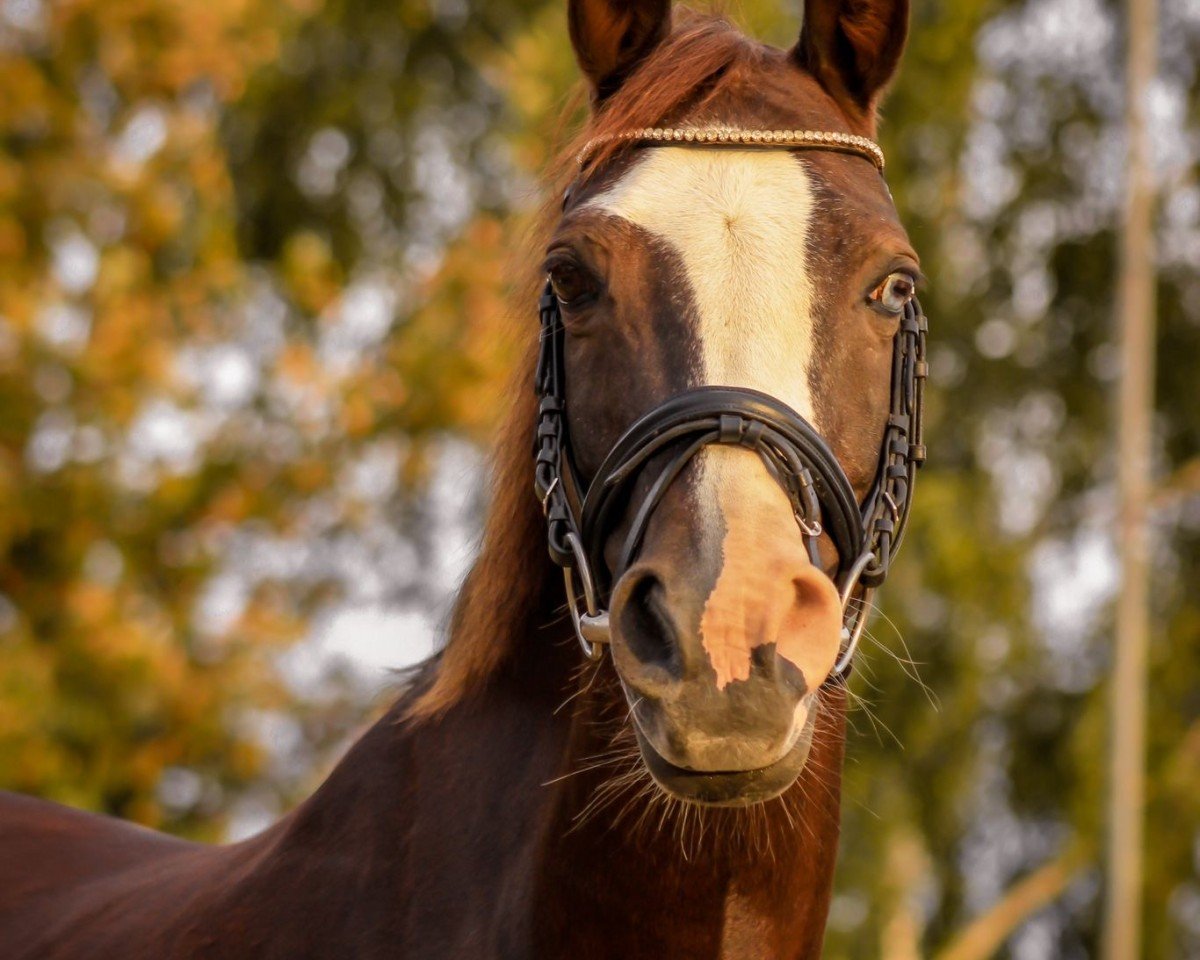 broodmare Aaldonk´s Cassy (Nederlands Rijpaarden en Pony, 2004, from Bokkesprong Casjmier)
