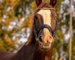 broodmare Aaldonk´s Cassy (Nederlands Rijpaarden en Pony, 2004, from Bokkesprong Casjmier)
