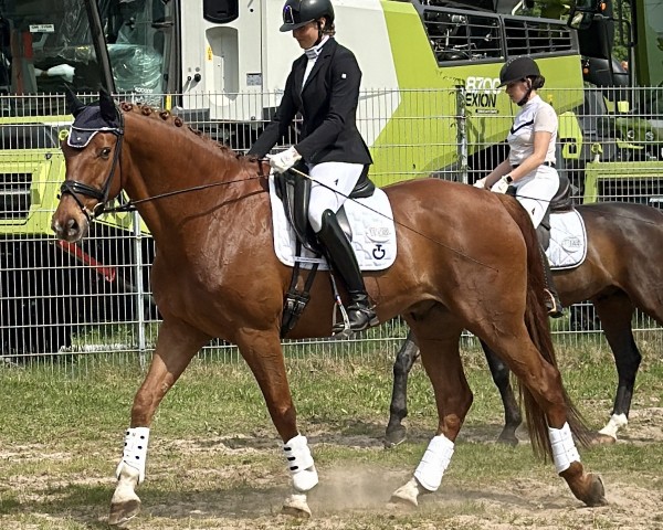 Dressurpferd Keep-in-Mind (KWPN (Niederländisches Warmblut), 2015, von Zardando)