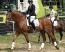dressage horse Keep-in-Mind (KWPN (Royal Dutch Sporthorse), 2015, from Zardando)