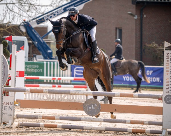 Springpferd Cape Hope 4 (Holsteiner, 2020, von Chacco-Blue)