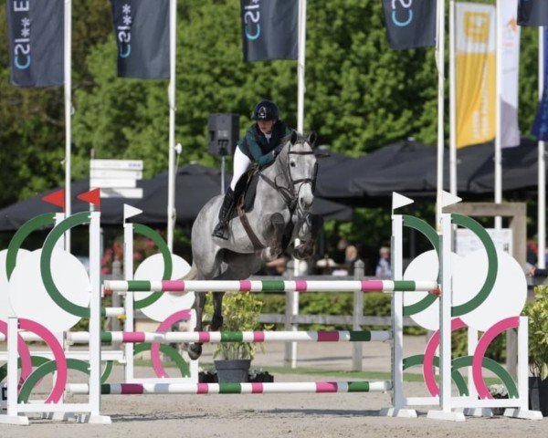 jumper Noklahoma vd (KWPN (Royal Dutch Sporthorse), 2018, from Cohinoor VDL)