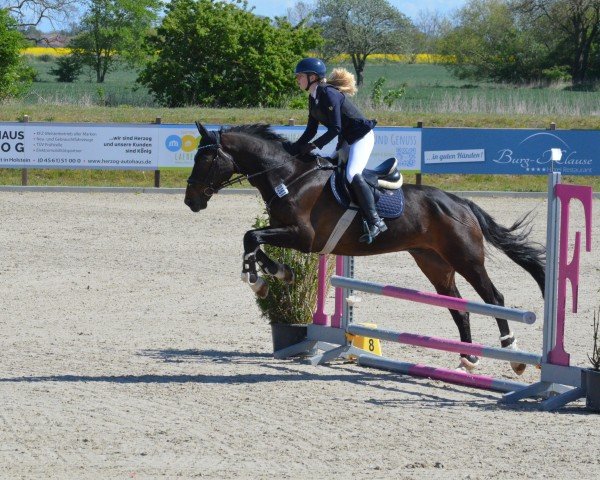 dressage horse Dolittle 23 (Mecklenburg, 2005, from Don Aurillium)