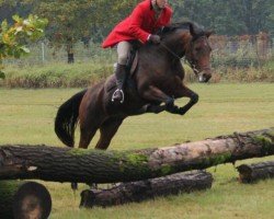broodmare La Bell (German Sport Horse, 2010, from Landrebell)