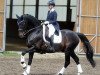 stallion Shizeido Gj (Swedish Warmblood, 2013, from Sezuan)