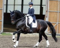 Deckhengst Shizeido Gj (Schwedisches Warmblut, 2013, von Sezuan)