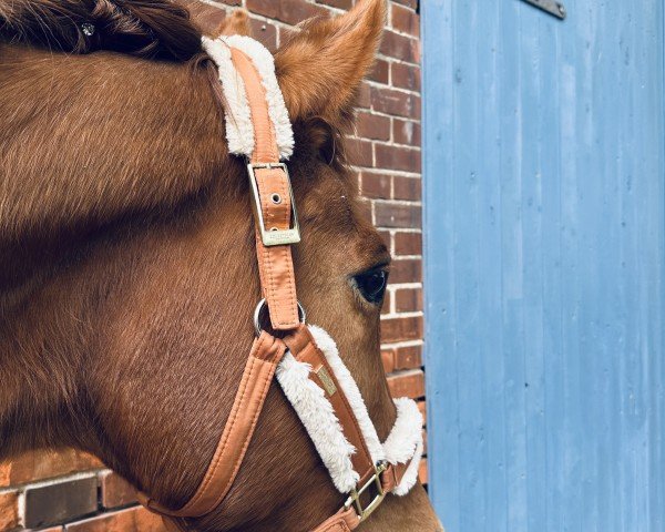 broodmare Jessie (Westphalian, 2005, from Jazz Time)