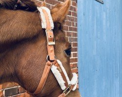 broodmare Jessie (Westphalian, 2005, from Jazz Time)