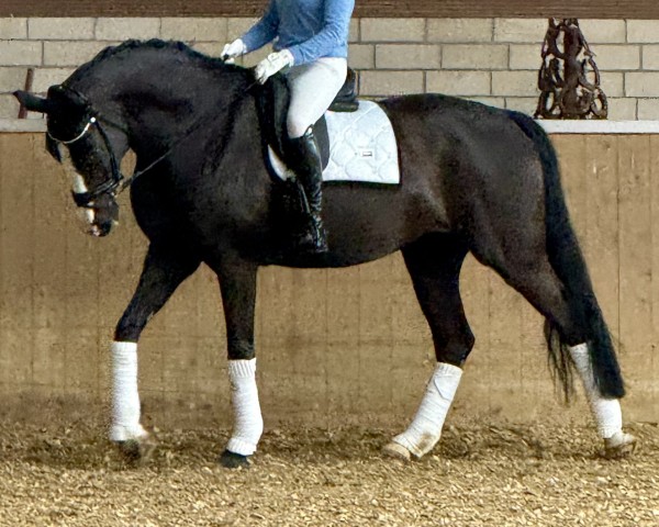 dressage horse Iris Vb's (KWPN (Royal Dutch Sporthorse), 2013, from Desperado)