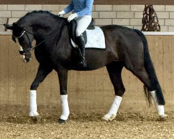 Dressurpferd Iris Vb's (KWPN (Niederländisches Warmblut), 2013, von Desperado)