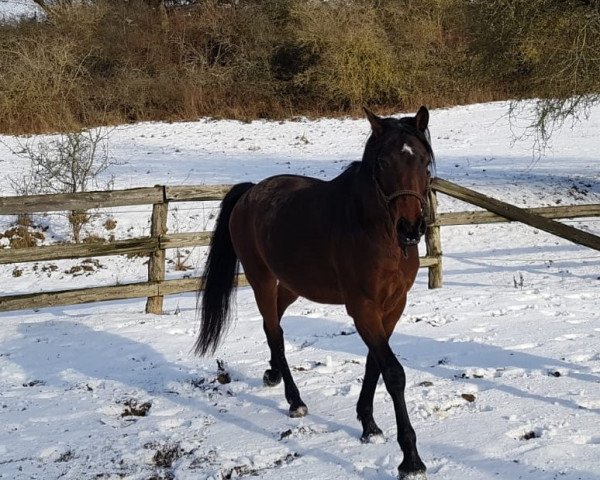 dressage horse Fürst Matcho M (Zweibrücken, 2012, from Fürst Romancier)