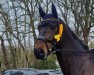 Dressurpferd Romeo de Comté (Oldenburger, 2011, von Blue Hors Romanov)