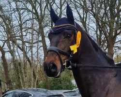 dressage horse Romeo de Comté (Oldenburg, 2011, from Blue Hors Romanov)