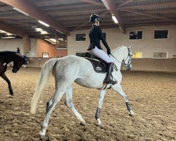 jumper Chacoons Belle Fleur (Hanoverian, 2020, from Chacoon Blue)