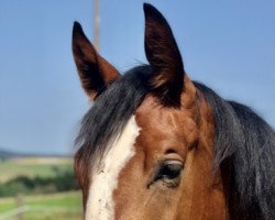 Springpferd Baloupina (Mecklenburger, 2019, von Balou Peggio)