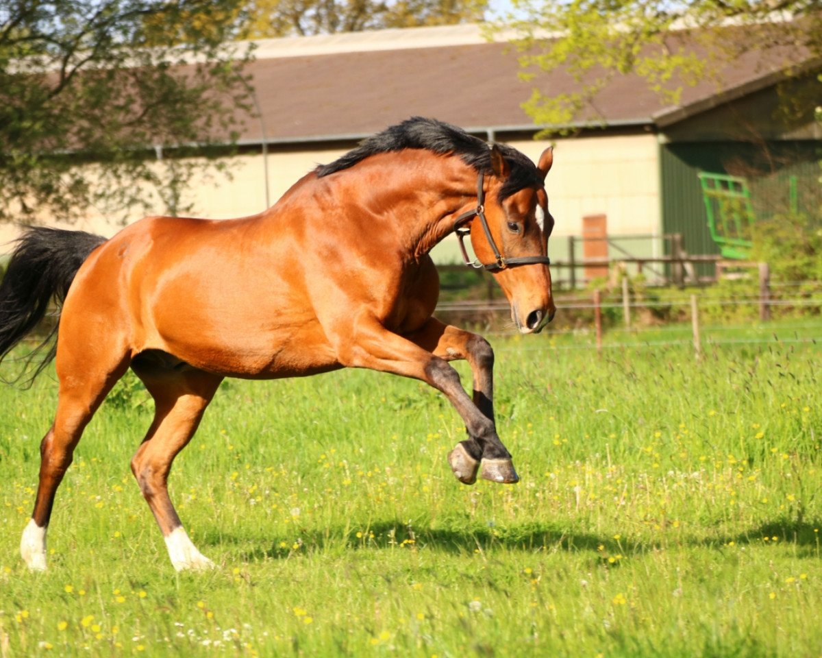 Dressurpferd Wolkano (Hannoveraner, 2003, von Wolkenstein II)