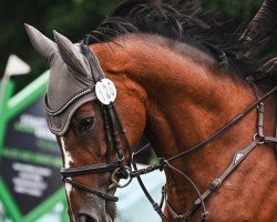 dressage horse For Fantaghirò (Westphalian, 2016, from For Pleasure)