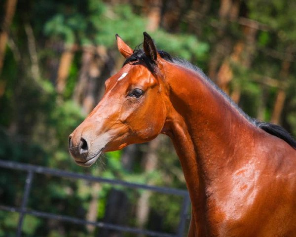 dressage horse Empire Queen (Trakehner, 2018, from Perpignan Noir)