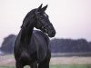 dressage horse Amira 211 (Westphalian, 2010, from Arpeggio)