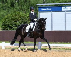 dressage horse Fantasia 124 (Hanoverian, 2012, from Foundation 2)